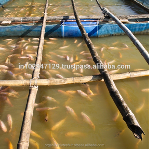 Aqua probióticos promotor del crecimiento de peces aditivos en polvo de enzimas de grado de alimentación animal para acuicultura mejor rendimiento - Product Image 4