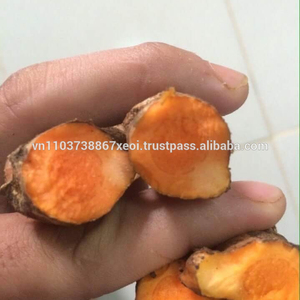 Cúrcuma Fresca de Vietnam - Alta Calidad - Venta al por Mayor - Product Image 3