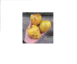 HIGH QUALITY ANNONA GLABRA WITH THE BEST PRICE + 84-845-639-639