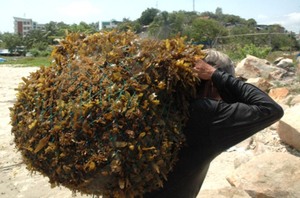 SARGASSUM-algas marinas marrones - Product Image 5