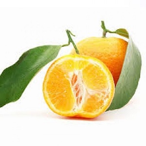 Huile Essentielle de Théier et de Petitgrain Certifiée BPF, Distillée à la Vapeur, en Gros, Haute Qualité pour Usage Cutané - Product Image 6