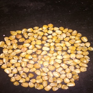 อาหารสัตว์ข้าวโพดเหลือง - Product Image 3