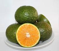 Naranja verde de Vietnam/mandarina King/fruta fresca para importadores