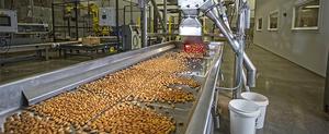 Quality Organic South Africa Almond Nuts - Product Image 4