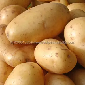 Precio de exportación de patatas, Blanco, largo, holland, 100%