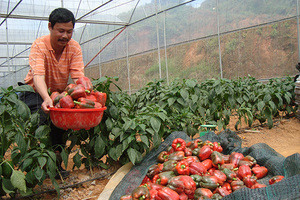 Pimiento de Colores Fresco de Vietnam 2020 - Product Image 6