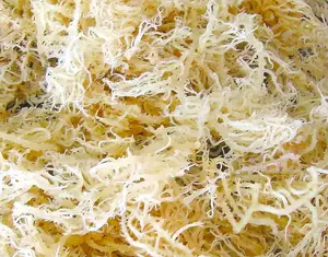 EUCHEUMA ALGODÓN-FRESCO CRUDO-100% - Product Image 1