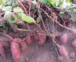 Patate douce de haute qualité, produit phare, exporté du Vietnam - Product Image 4