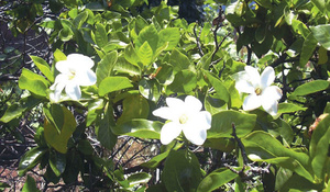 แห้ง Gardenia ผงเสริม2020 - Product Image 6