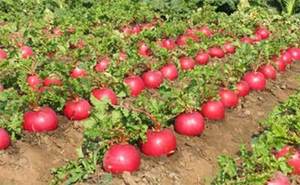 Haute nutrition au meilleur prix, pour les vacances, la carotte séchée, la poudre de abeille - Product Image 2