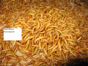 Mejor Gusano de Harina Amarillo 2021, Origen AL, Larga Vida Útil - Product Image 3