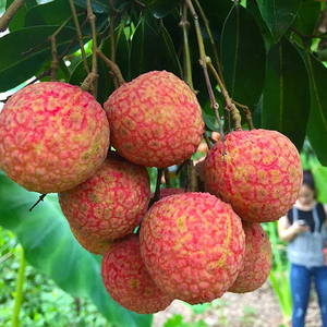 LYCHEES แห้งพืช - Product Image 1