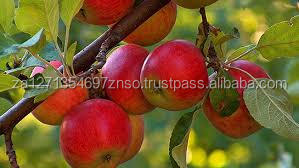 Manzana Fuji Fresca, Crujiente y Dulce, 100% Natural, Cosecha del Año, Sudáfrica, 20 KG/Caja - Product Image 3