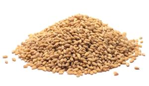 Cebada descascarillada orgánica de alta calidad para alimentación animal, consumo humano, contenido de humedad <12%, origen de Andhra Prach-al por mayor - Product Image 3