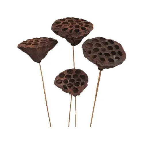 All Festival Occasion A Grade Real Natural Land Lotus Stick For Home Decoration