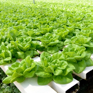 ผสมปุ๋ยอินทรีย์ที่สำคัญสำหรับการเจริญเติบโตของพืชและผลผลิตสูงของพืชในระบบไฮโดรโปนิกส์ - Product Image 3