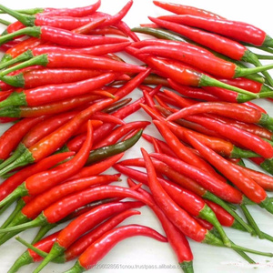 CHILI fresco, 10CM- 14CM para el mercado de Corea, TRACY CAO + 84 969 800 854 - Product Image 1