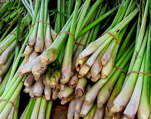 LEMONGRASS POUDRE POUR LE THÉ - Product Image 3