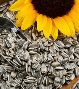 Semillas de Girasol Secas Rayadas Grado AA Holandesas 2021 en Bolsas Tejidas de PP de 25/50 kg Disponibles - Product Image 4