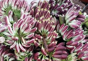 MEILLEUR PRIX BANANE SAUVAGE SÉCHÉE À GRAINES - Product Image 6