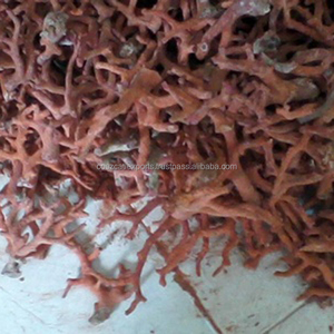 
 
 
 คอสแซลต์ส่งออกหินปะการังธรรมชาติ วัตถุดิบดิบ หินแดงดิบ ยังไม่ได้เจียระไน รหัส AM แหล่งกำเนิด RTY002 ขายส่ง - Product Image 2