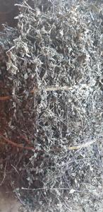 Thạch Cỏ (Mesona Chinensis / Platostoma Palustre) Lá/Lá Từ Thành Phần Trà Boba Trân Châu Indonesia - Product Image 2