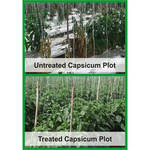 Engrais liquide organique de promoteur naturel de croissance de plantes pour l'agriculture - Product Image 6