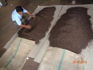 พริกไทยดำเวียดนามขายดี คุณภาพสูง เครื่องเทศรสเข้มข้น อบแห้ง ราคาส่ง - Product Image 6