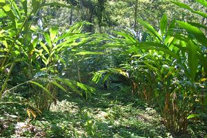 กระวานสด 100% - Product Image 4