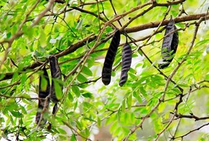 Gleditsia Seca Orgánica / Fructus Gleditschiae para el Cabello en 2021 - Product Image 6