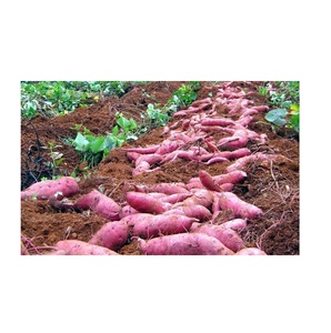 มันฝรั่งหวานธรรมชาติที่มีมาตรฐานการส่งออก - Product Image 5