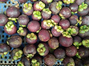 FRUTA DE MANGOSTEEN ORGÁNICA/FRESCA Y DELICIOSA en VIETNAM 2020 - Product Image 3