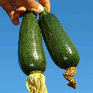 Meilleures marques d'engrais organique pour les oignons et les concombres aux États-Unis - Product Image 5