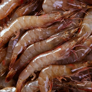 Probiotiques bactériens de qualité alimentaire sous forme de poudre pour crevettes Vannamei réduisant la formation excessive de boues - Product Image 6