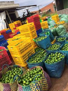 Fruta cítrica Lima fresca limón sin semillas de la mejor calidad de Vietnam - Product Image 2