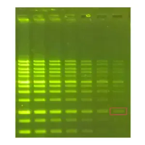 Roman yeşil, 10000X, yeşil DNA Safestain reaktifi,