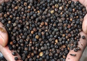 Mejor Proveedor de Vietnam, Pimienta Negra, Mejor Oferta, Contactar para Obtener el Mejor Precio (MS FLORA: 0084339966582) - Product Image 4