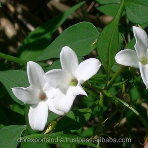 Óleo de jasmine puro do fornecedor, óleo de grandiflorum no atacado a preço da índia do sul - Product Image 6