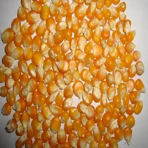 Yellow Corn (Animal Feed)