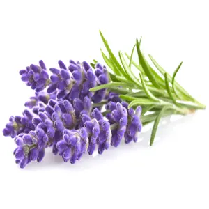 Minyak Esensial Lavender Bulgaria