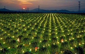 Fruta de dragón fresca, producto de exportación - Product Image 6