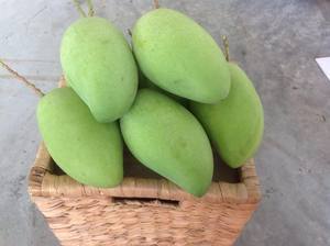 Dijual Mangga Vietnam Kuning Lembut