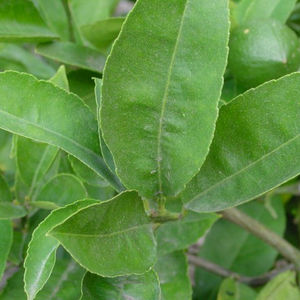 มะนาววันหยุด - Product Image 4