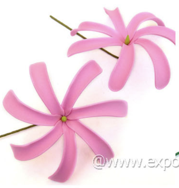 สีชมพูล้วน