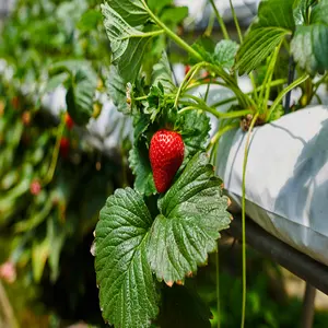 Coco peat Growbags