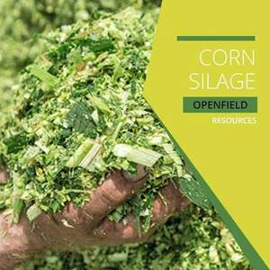 หมักข้าวโพดสีเขียว/หมักข้าวโพดสำหรับสัตว์เลี้ยงในฟาร์มม้าและหมู - Product Image 4