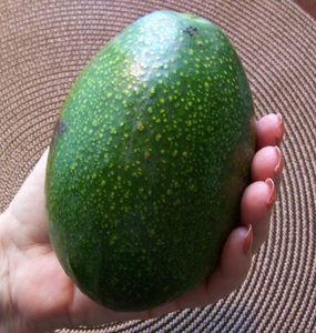 Aguacate Orgánico Fresco - Variedad Fuerte de Primera Calidad Disponible a Buenos Precios - Product Image 1