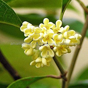 น้ำมันหอมระเหย Osmanthus Absolute Oi,น้ำมันหอมระเหยของแท้ตามธรรมชาติ - Product Image 3