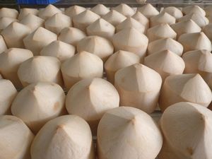 FRAIS DIAMANT COUPE DE NOIX DE COCO - Product Image 2