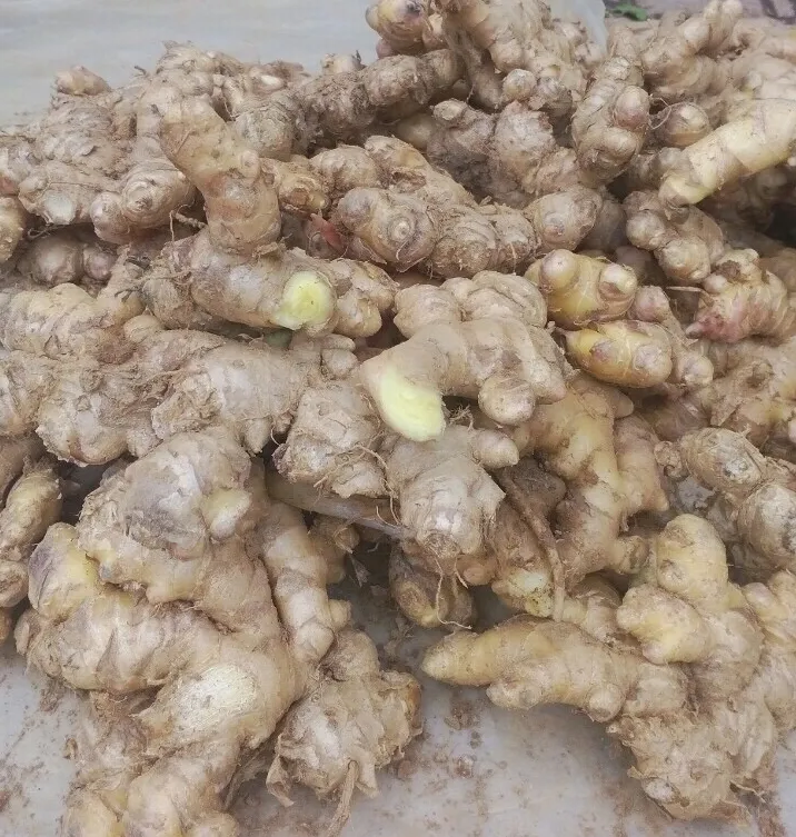 FRESH GINGER LOWEST PRICES